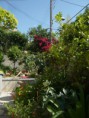 /album/galerie-photos/bougainvilliers-rouges-jpg/